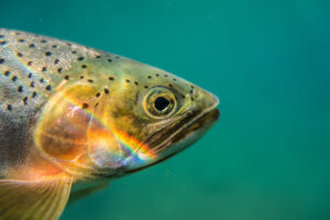 best power bait for stocked trout