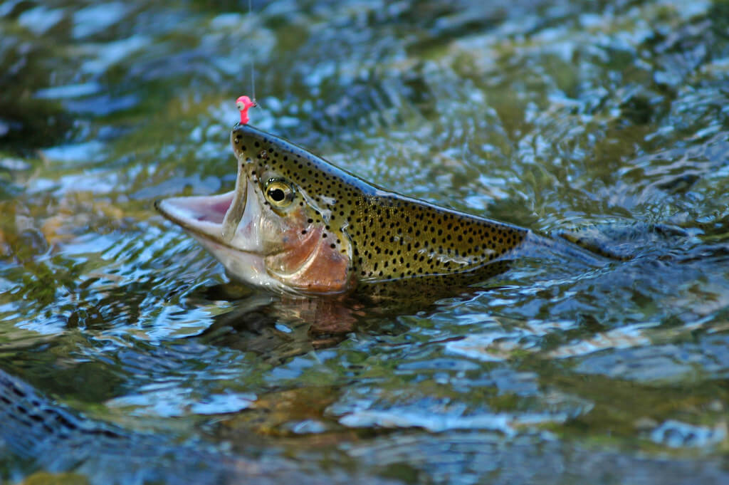 best fishing line for rainbow trout