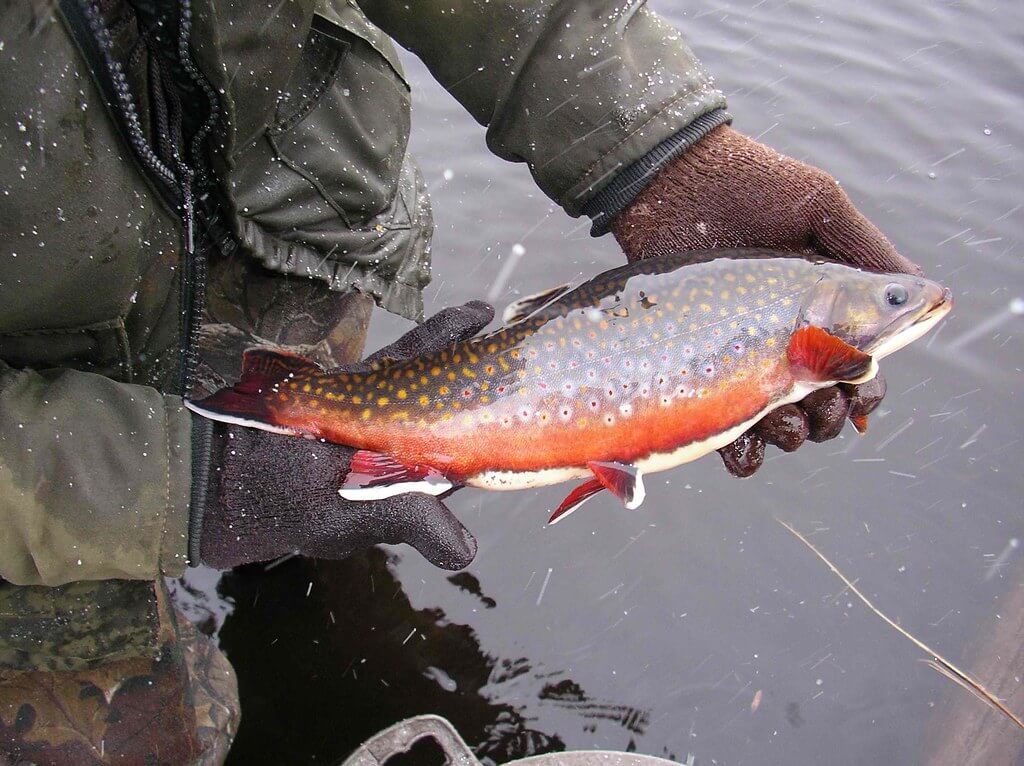 ULTRALIGHT FISHING FOR TROUT
