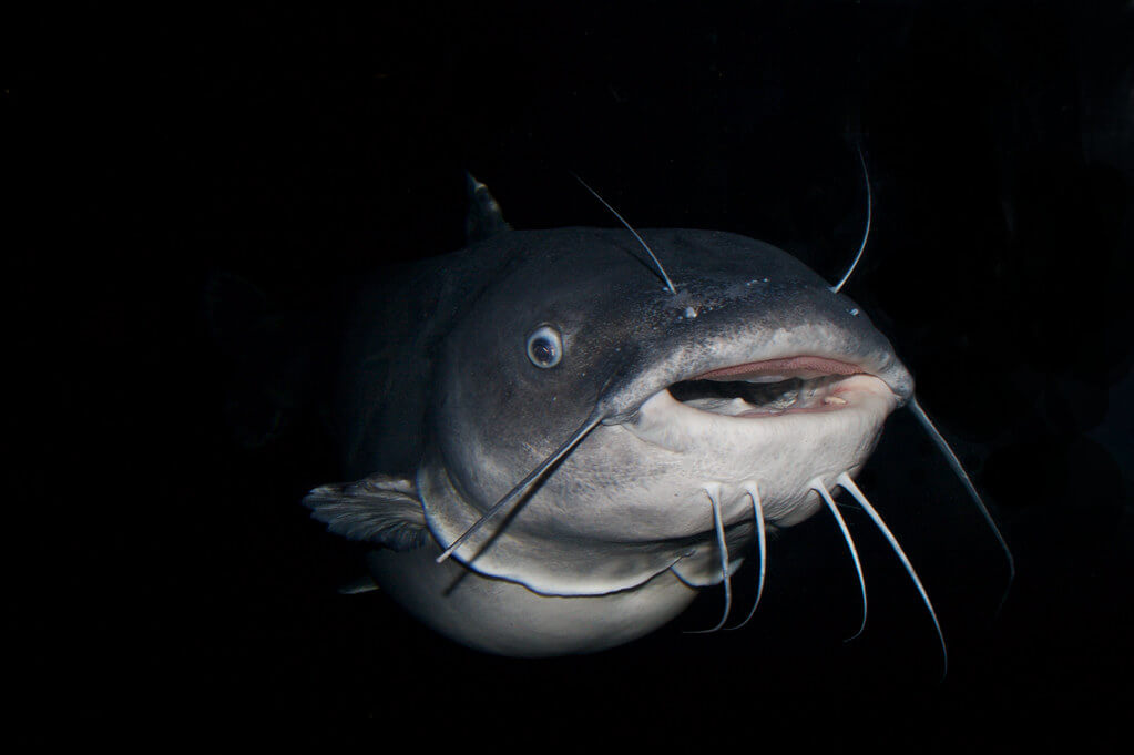 Winter Catfishing from the Bank: Best Winter Catfish Bait