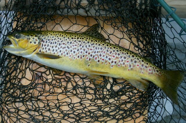 best bait and lures for stocked trout