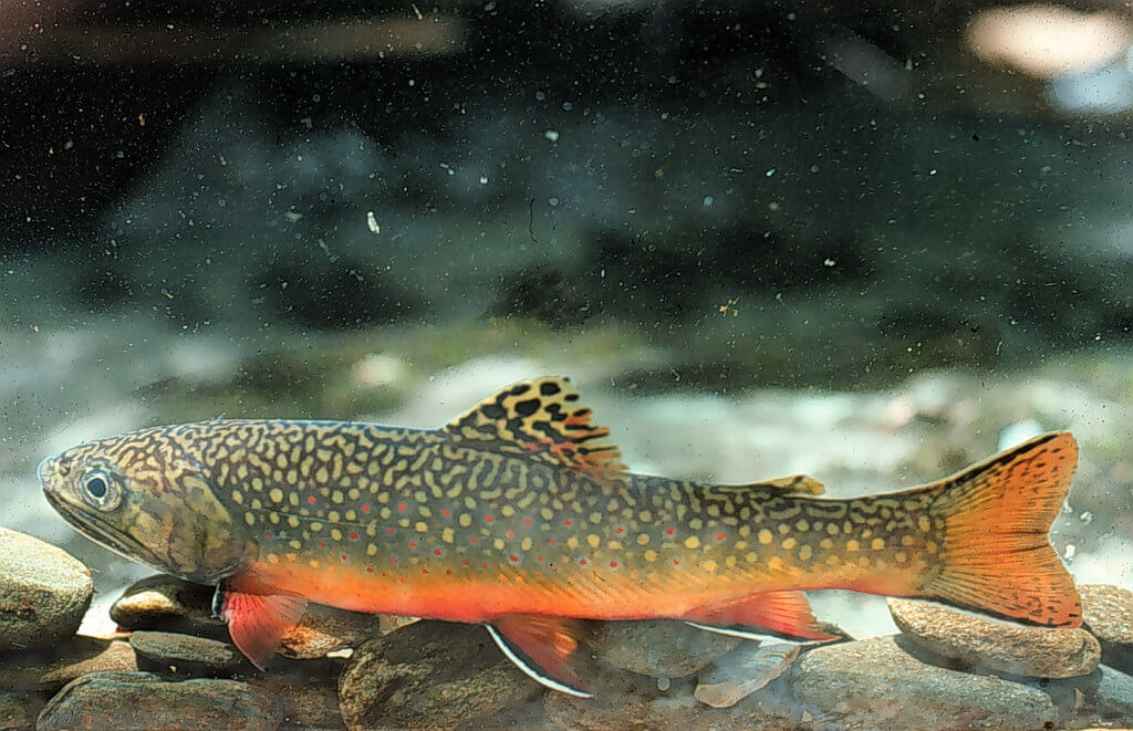 best fishing line for brook trout