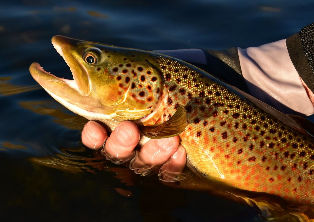 best fishing line for brown trout