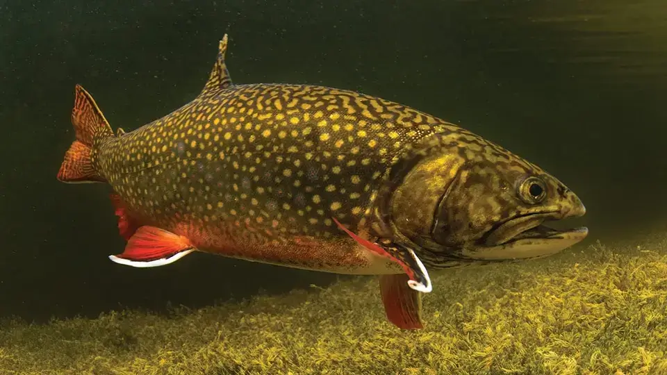 best fluorocarbon fishing line for trout: best fishing line for trout