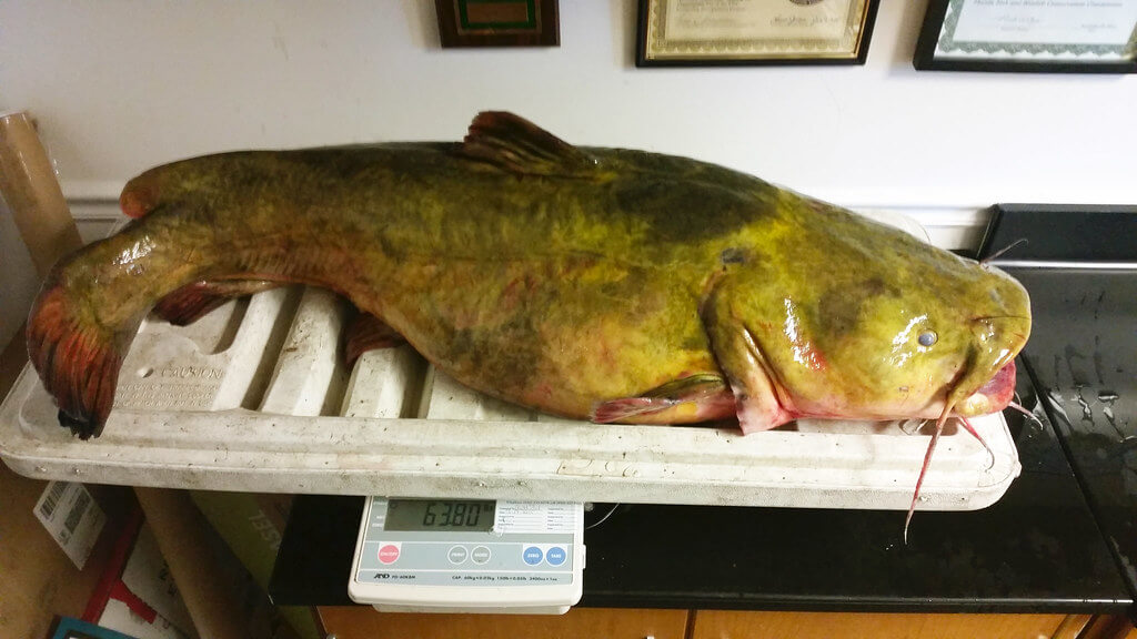 How to Catch Catfish During the Winter; winter catfishing success