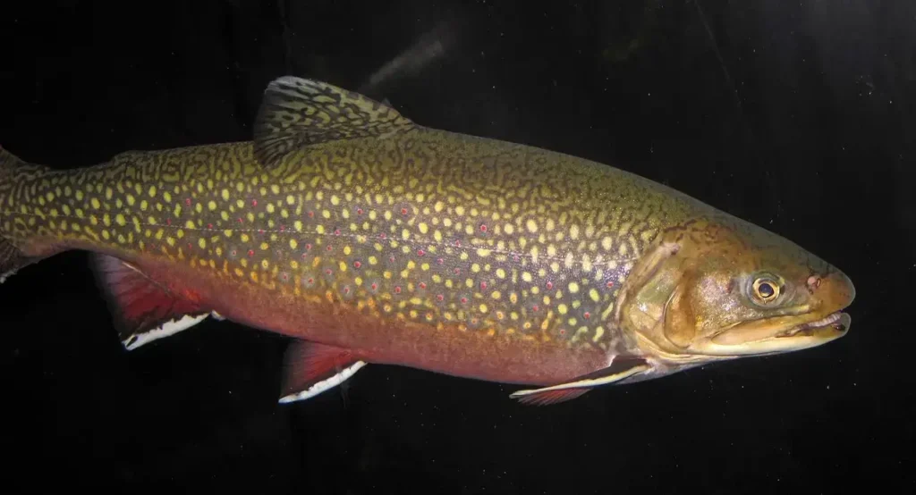 Best Trout Lures for Ponds 2025: Best Lures for Trout in Pond