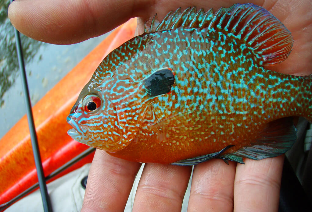 Bets bluegill rod and reel combos; best fishing poles for panfish