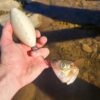 BIG BOBBER FOR CATFISHING BEST CATFISH BOBBER