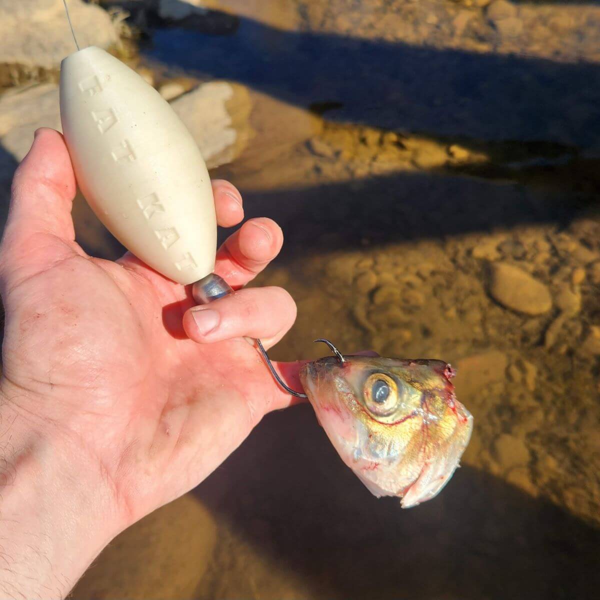 BIG BOBBER FOR CATFISHING BEST CATFISH BOBBER