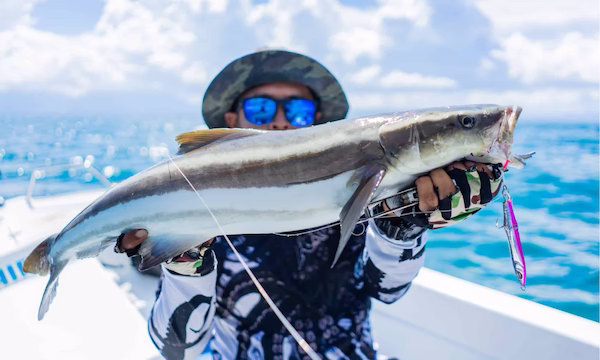 Cobia Lures how to catch cobia