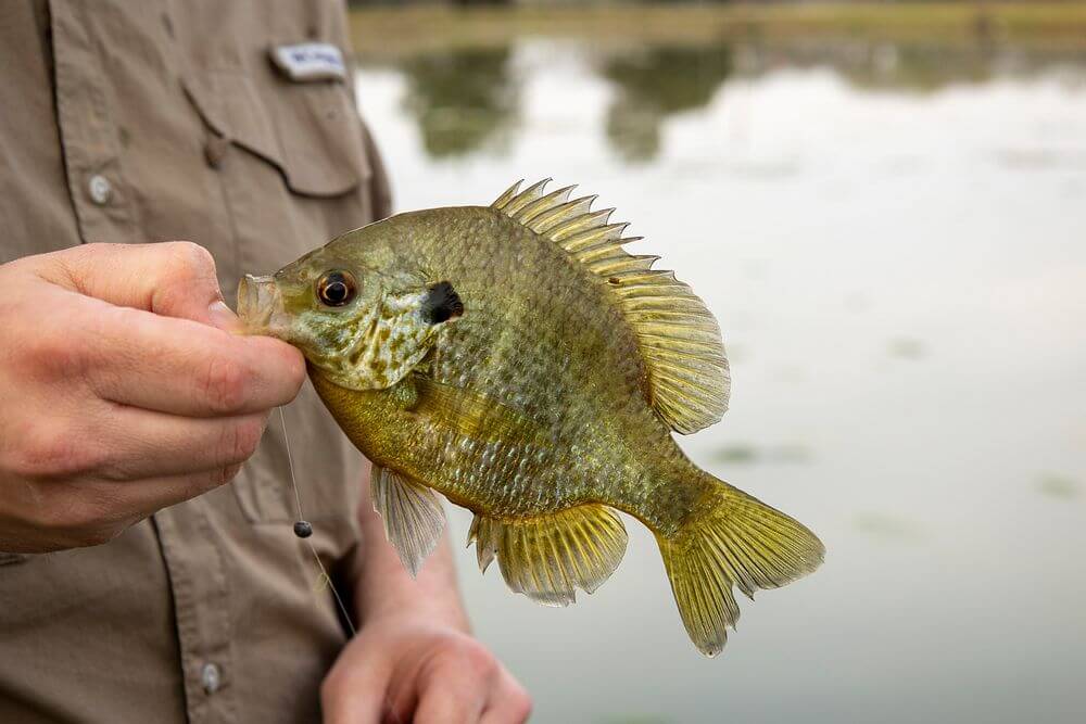 best all around blue gill combo 2025