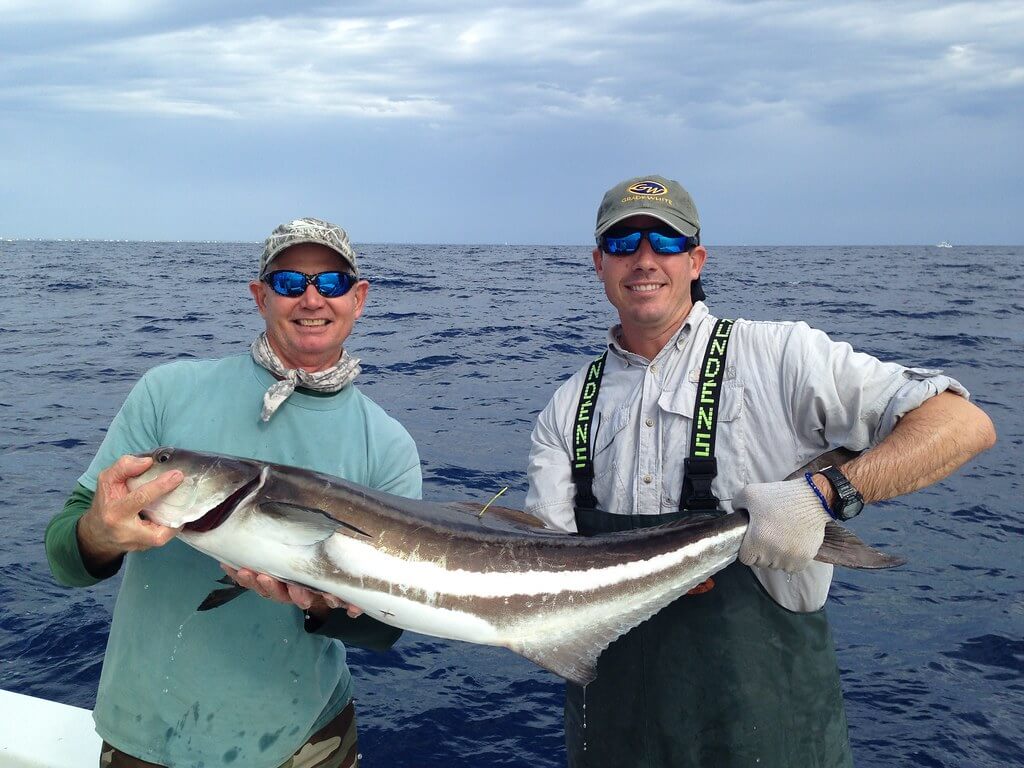 best cobia fishing lures and baits for maximum success