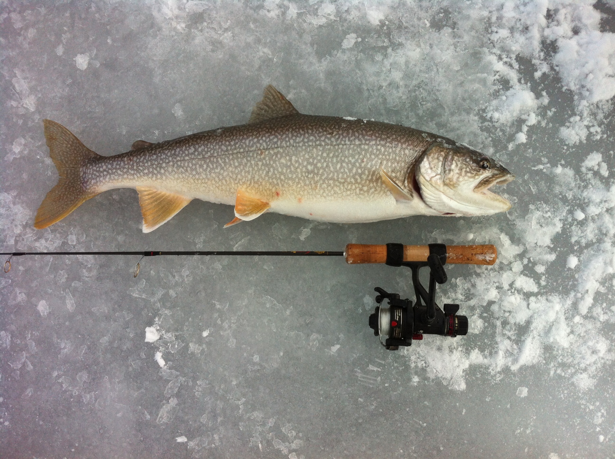 ice fishing lures