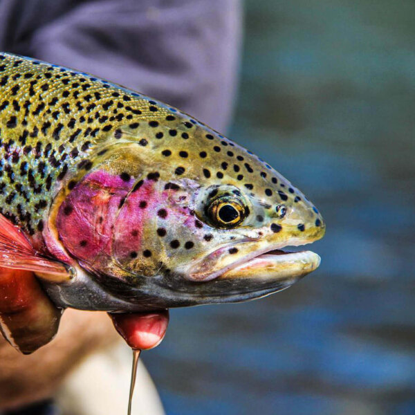 trout lures best hook size for trout