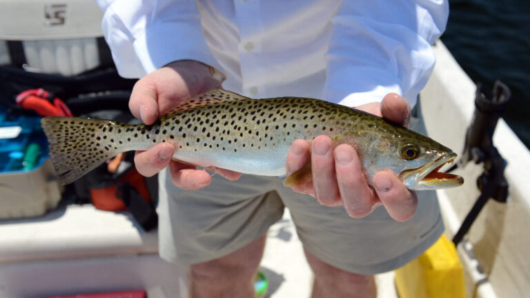 best speckled trout lures