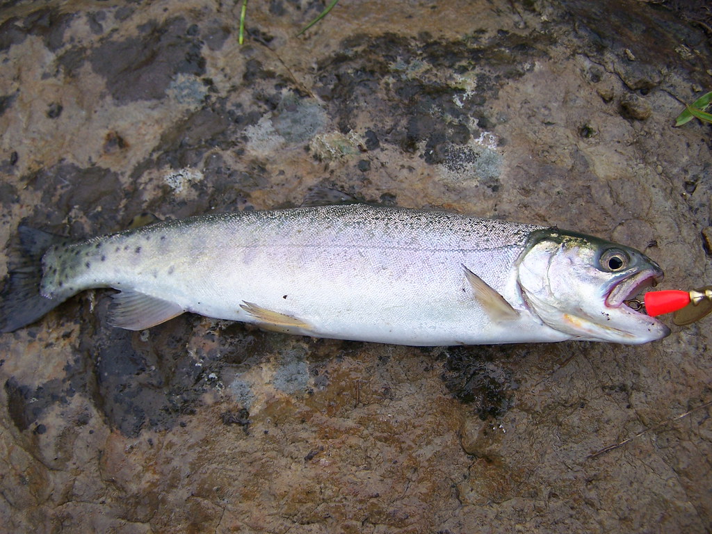 best trout lures for pond fishing.jpg