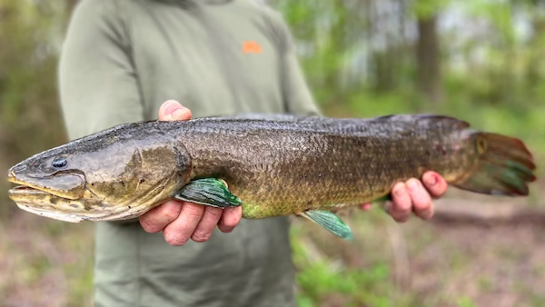 bowfin