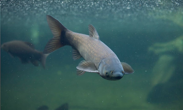Grass Carp