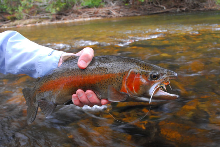 how to jig for troute