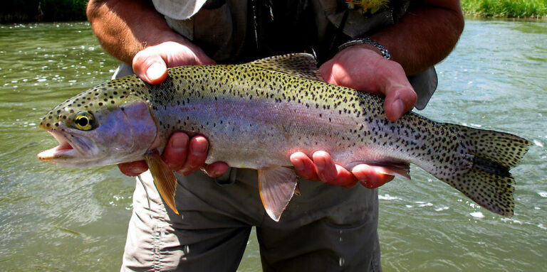 How to Catch trout from shore