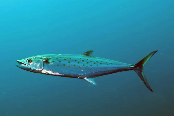 Spanish Mackerel