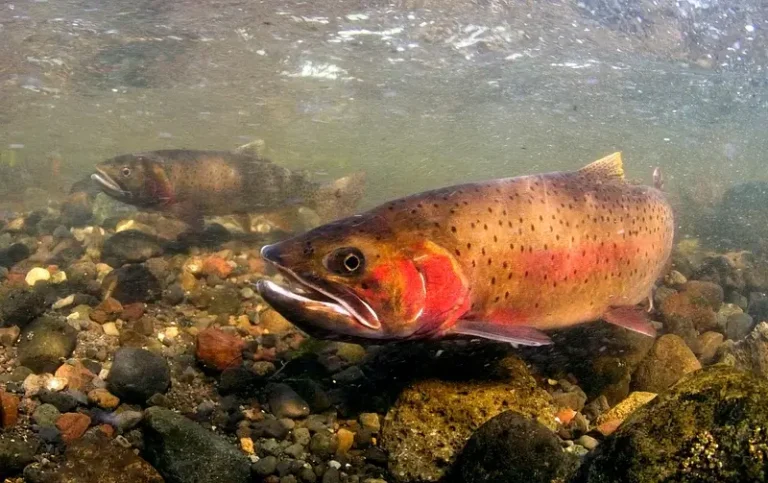 where to use mini jigs and marabou jigs for trout