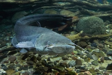 Monster Blue Catfish how to noodle catfish
