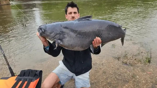 Monster Blue Catfish